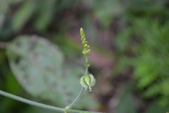 Tragia involucrata